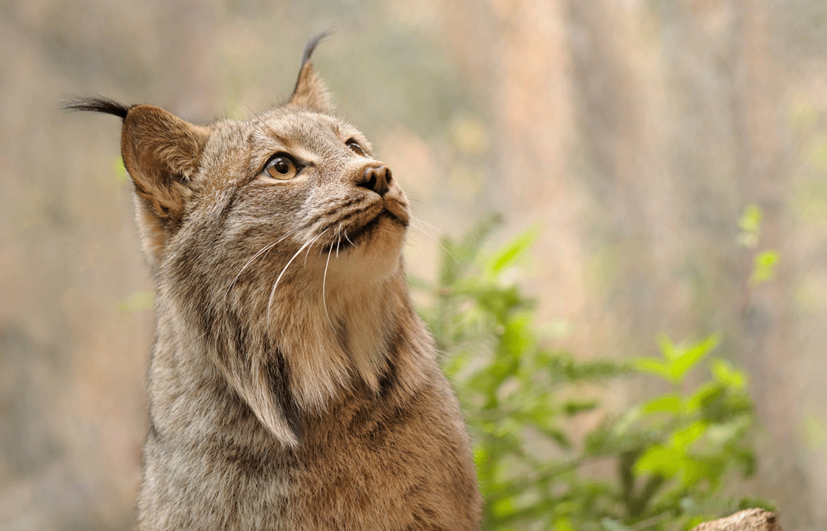 Summarizing recent changes to NEPA