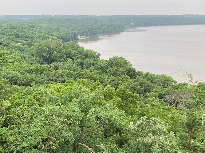 A lush green forest along the edge of a lake on a cloudy day.