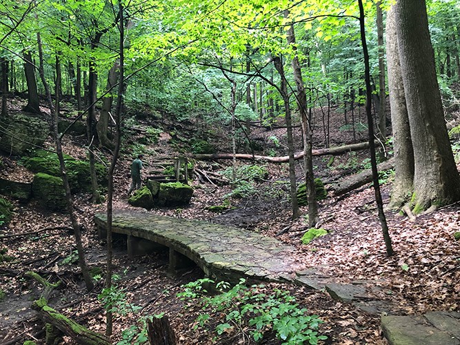 A field of wildflowers with forest in the background.