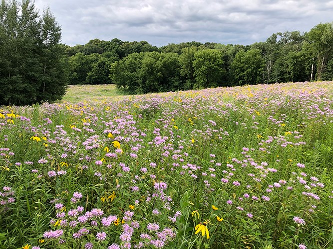 A lake shoreline with many aquatic plants.