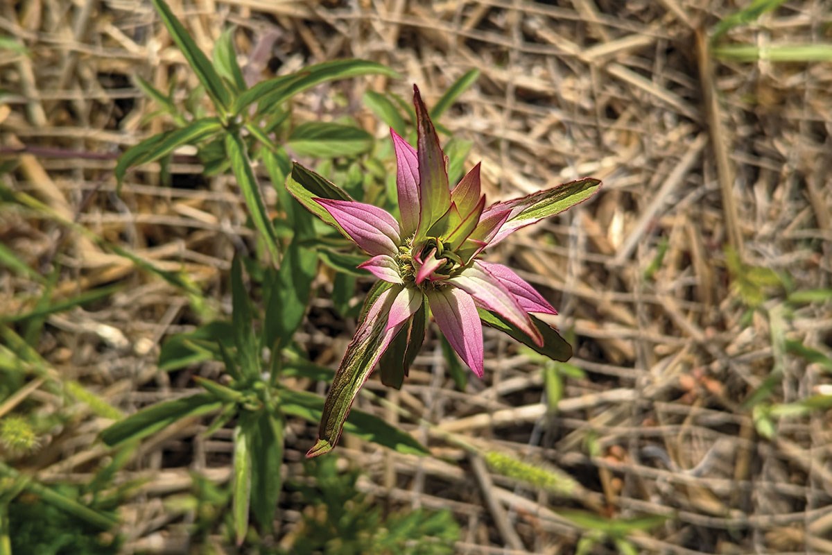 A small wildflower with pink-tipped green bracts grows amid dry grass and scattered greenery.