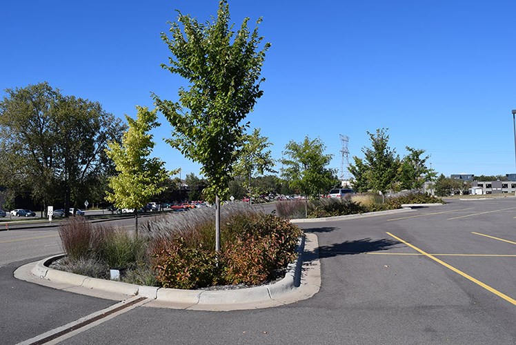 Trees and ornamental grasses grow in landscaped islands throughout a mostly empty parking lot under a clear blue sky.