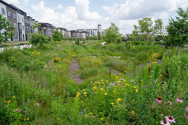 A lage, lush garden of wildflowers lining a row of townhomes extending into the background.