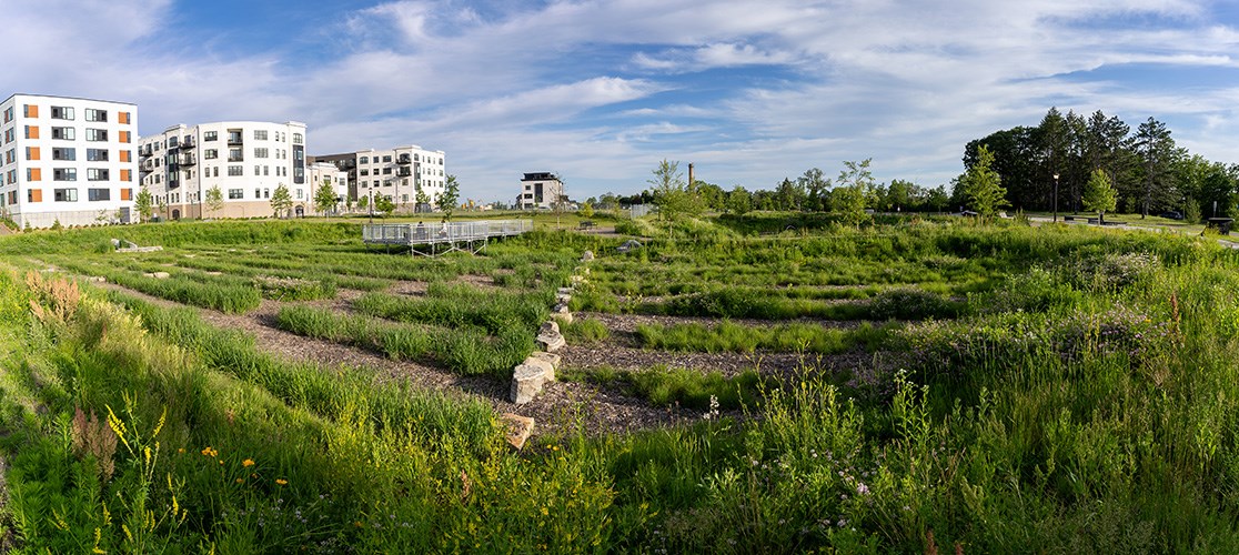 A lage, lush garden of wildflowers with apartment buildings in the background.