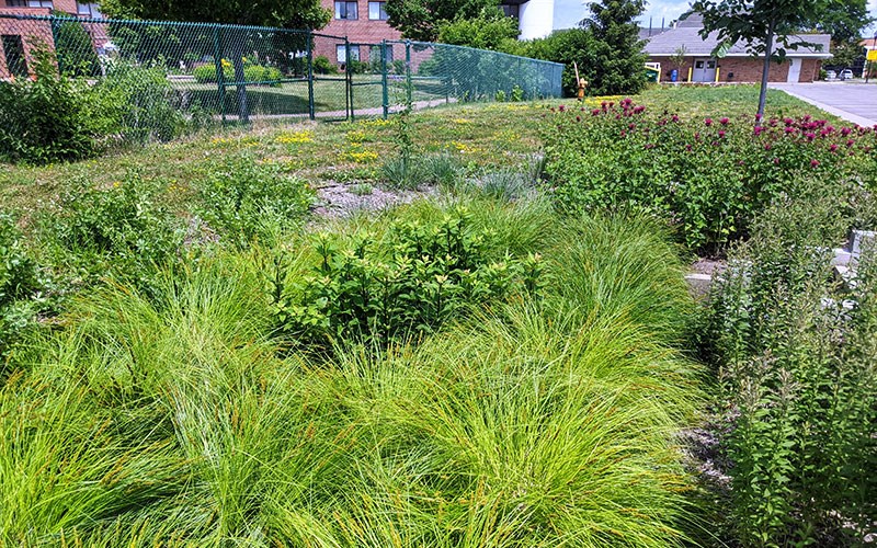 A mix of tall grasses and flowering plants grows beside a green fence near buildings and a roadside under bright sunlight.