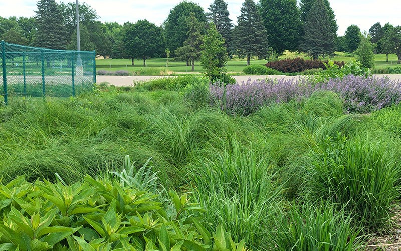 A lush mix of tall grasses and purple flowering plants grows beside a green fence with a park and trees in the background.