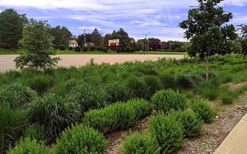 A dense planting of tall green grasses and small shrubs lines the edge of an empty paved lot beneath a partly cloudy sky.