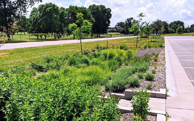 A planted rain garden with young trees and dense green vegetation sits beside an empty parking lot under a bright, partly cloudy sky.