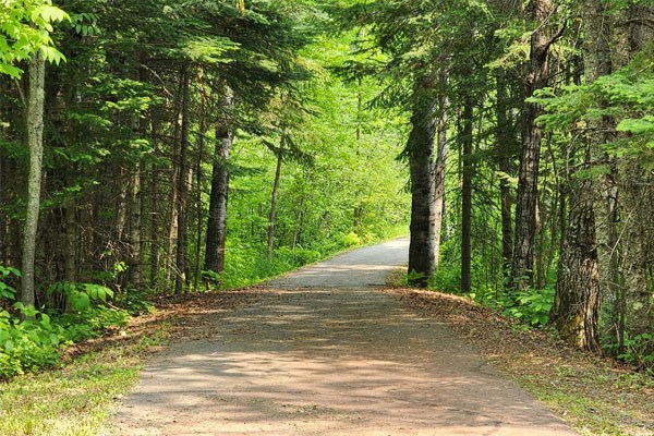 A shaded, paved path winding through a dense, evergreen forest in summertime