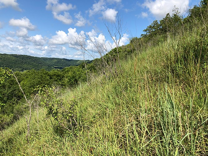 A sunlit hillside covered in tall grasses and scattered shrubs rises toward a line of dense green trees beneath a bright blue sky with scattered clouds.
