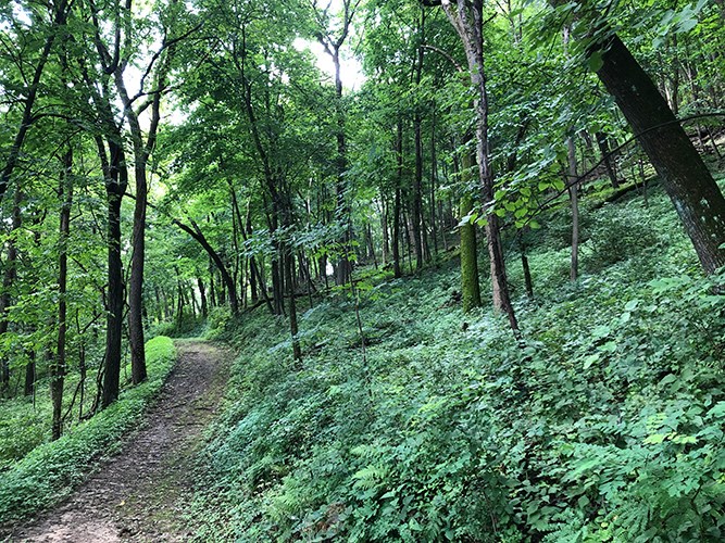 A dirt trail winds through a dense, green forest filled with tall trees, leafy undergrowth, and thick summer foliage.