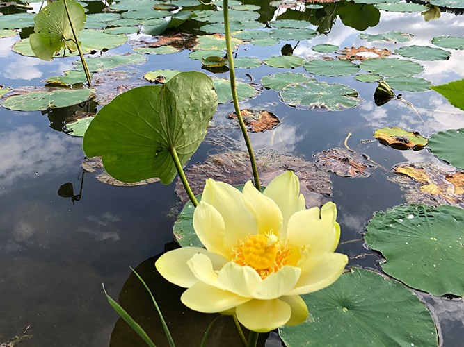 A pale yellow water lily blooms above round green lily pads floating on a calm pond that reflects the sky.