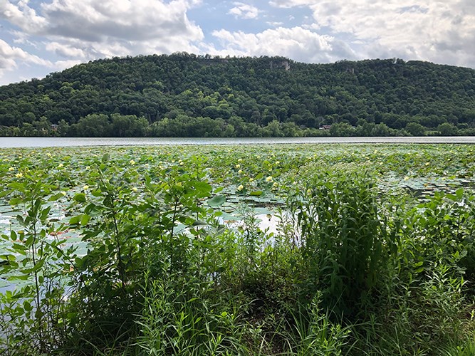 A dense stand of shoreline plants borders a broad lake covered in floating lily pads, with a wooded hill rising in the background beneath a partly cloudy sky.
