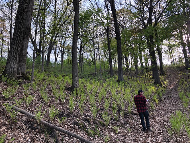 A person walks along a leaf‑covered forest slope dotted with young green plants beneath tall trees.