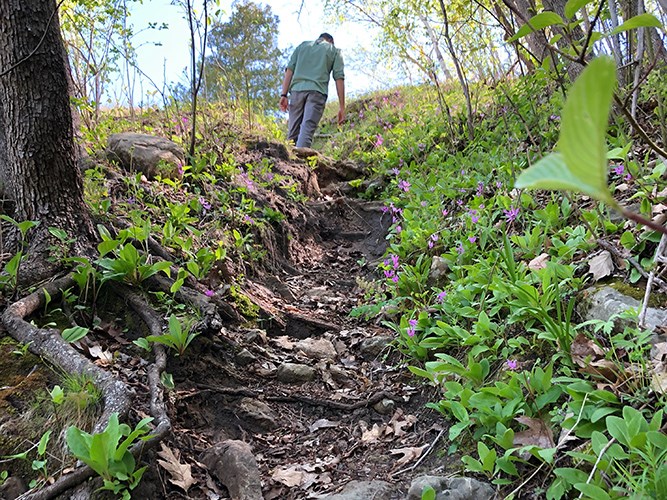 A person walks up a narrow, rocky forest trail bordered by lush green plants and small pink wildflowers.