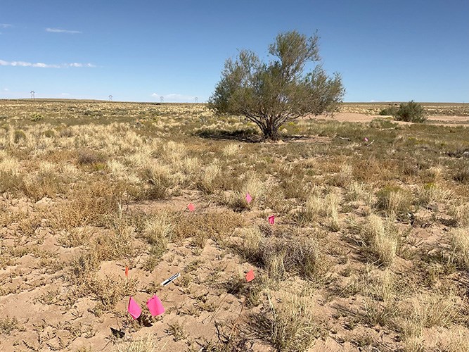 A desert scrub landscape with flagging from a cultural resources survey and power transmission lines in the background.