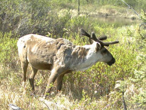 A frog floating in a pond.
