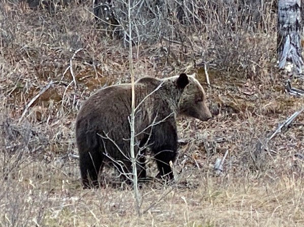A brown bear in a forest.