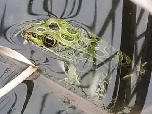 A bird on a twig against a blue sky.