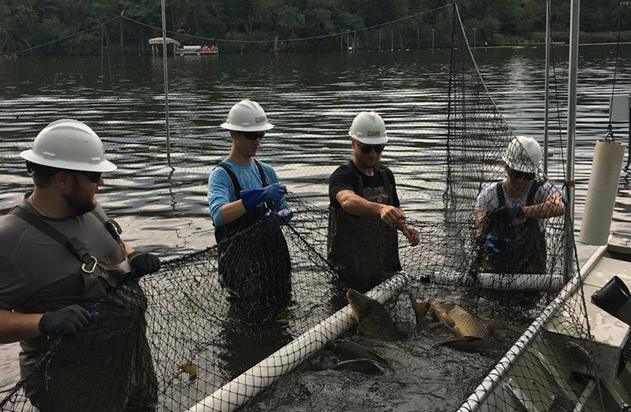 Photo of carp being captured and removed from Schaper Pond and Sweeney Lake.